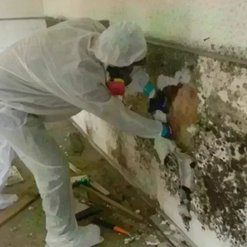 Mold Remediation and Removal in Gun Barrel City, TX